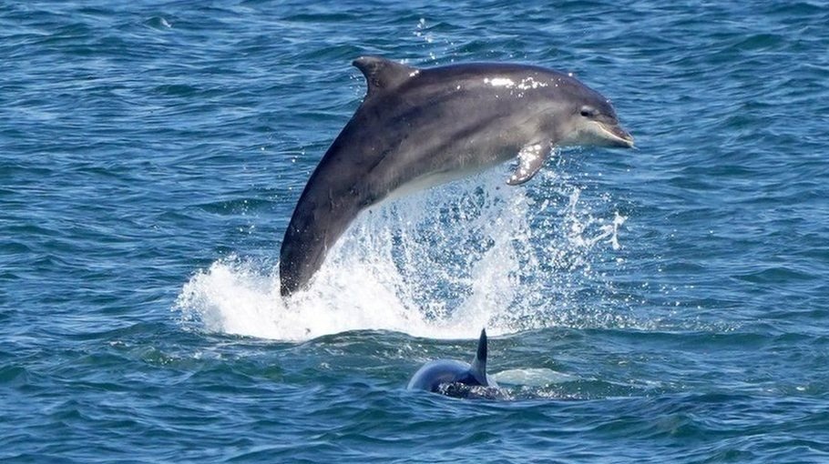 Swimmers injured in dolphin attacks on Japan beach