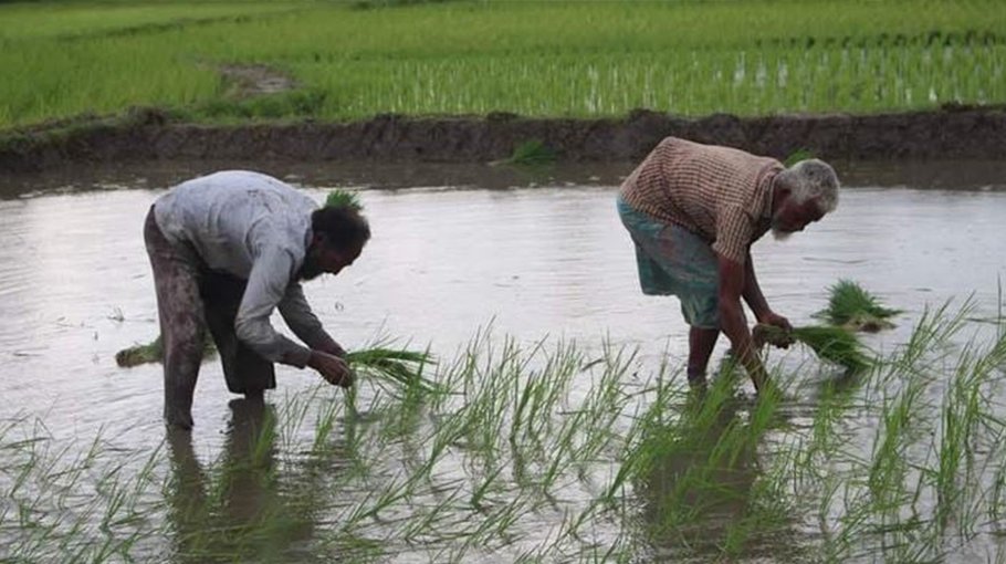 Target set to produce 8.37 lakh tonnes of Aman rice in Khulna
