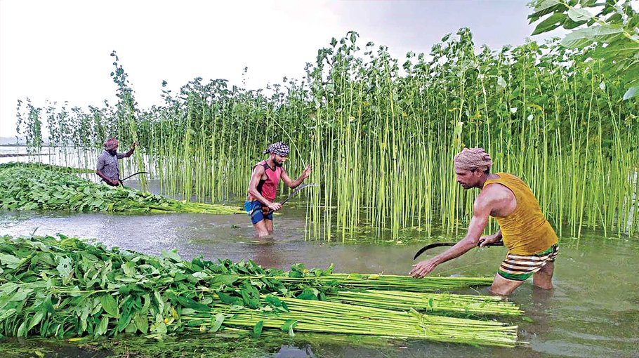 Jute harvesting progressing fast in Netrakona
