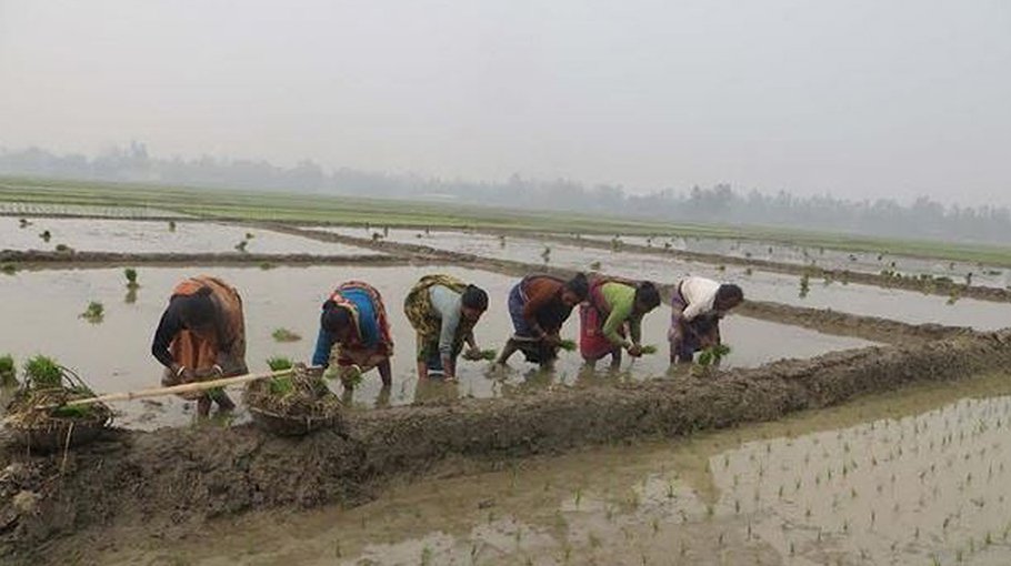 Aman cultivation begins in Panchagarh