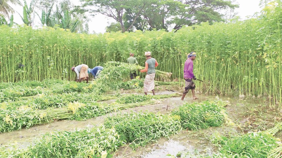 Bumper yield, fair price make Sirajganj jute growers happy
