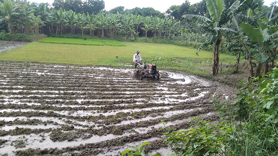 Prolonged drought hindering Aus farming in Jhenaidah
