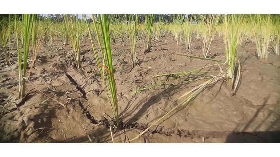 Insufficient rain hits Aman rice cultivation in Kurigram