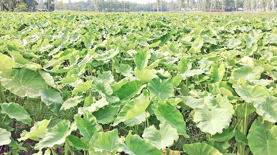 Kurigram farmers happy with arum farming