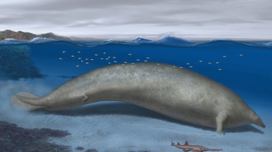 Scientists discover massive ancient whale