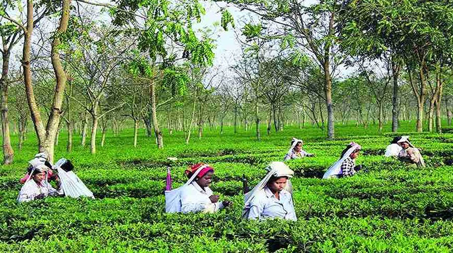 Two Habiganj tea gardens suspend weekly wages
