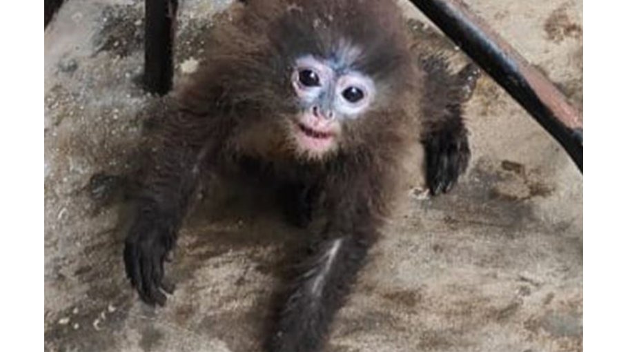Critically endangered Phayre’s leaf monkey recovered in Ctg