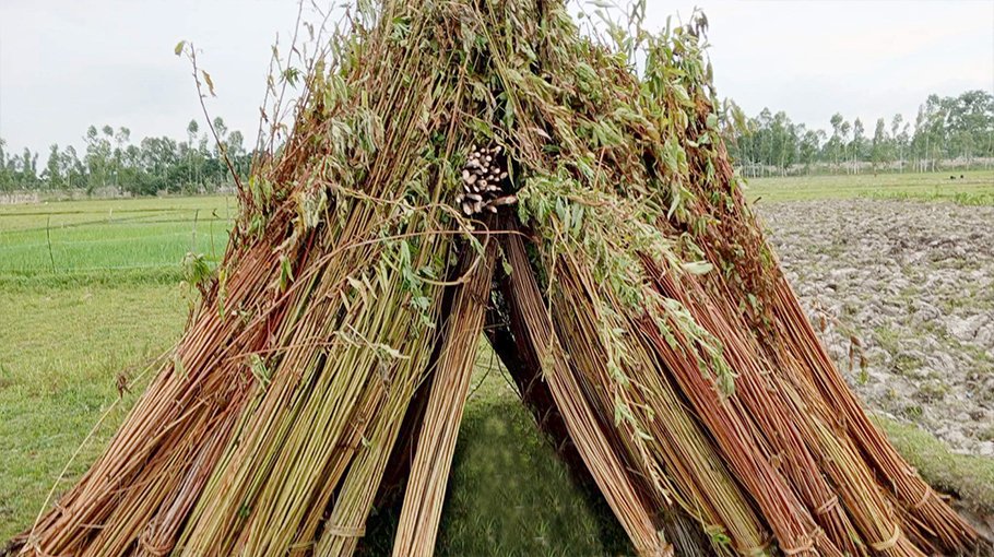 Gaibandha farmers worried about jute processing due to lack of adequate water