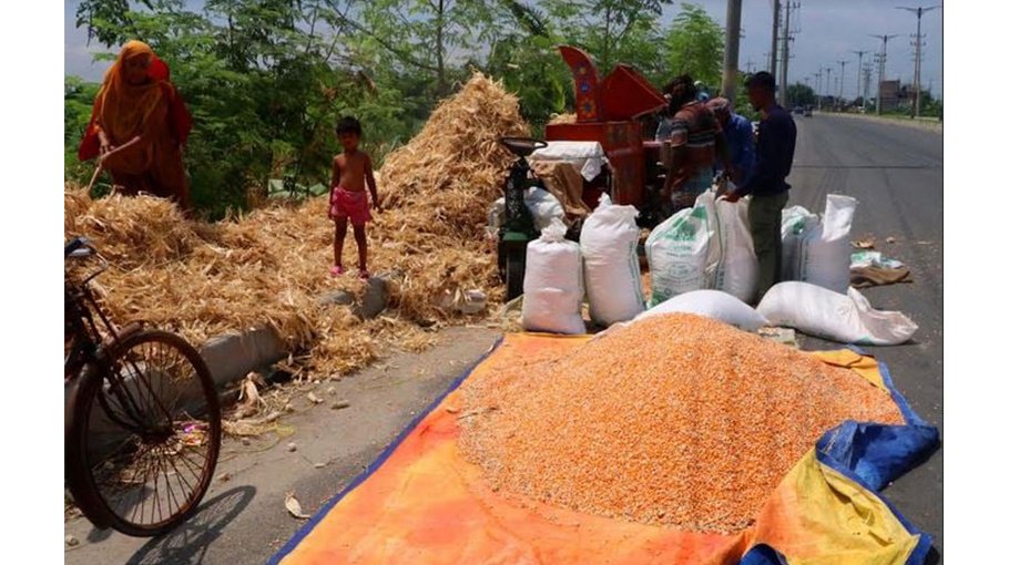 Rajshahi farmers happy with maize yield, prices