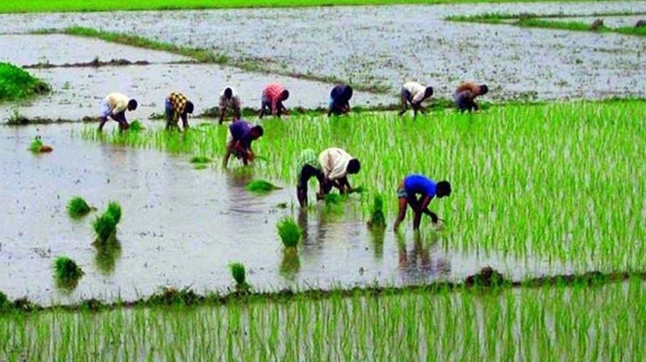 60pc Aman seedling transplantation completes in Rangpur region