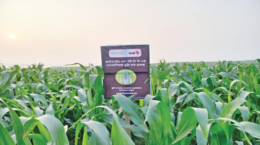 Maize farmers repay 100pc under project initiated by iFarmer, UCB 