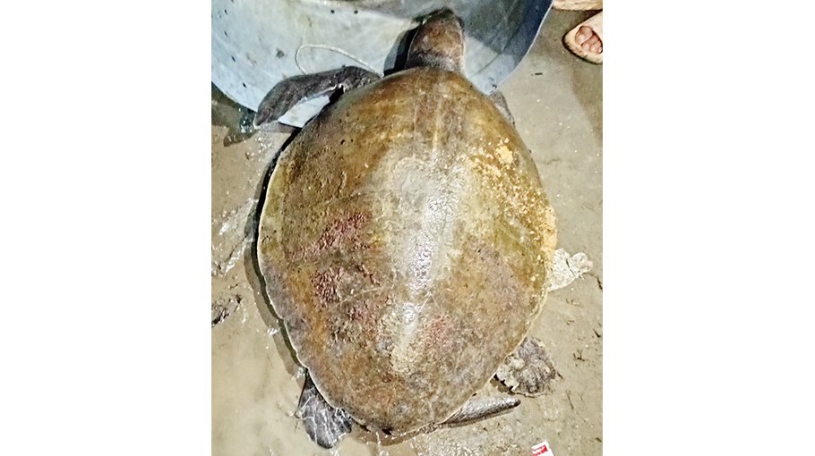 Rare kind of 25kg turtle rescued, released in Bay