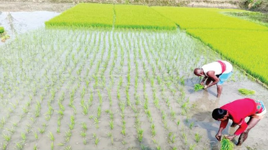 DAE distributes Tk2.3cr to Khulna farmers