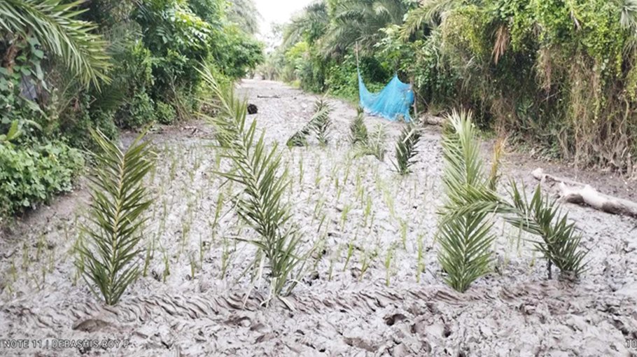 Locals in Satkhira plant saplings on road demanding its dev