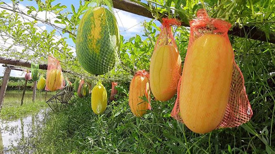 Off-season watermelons make Narail farmers smile