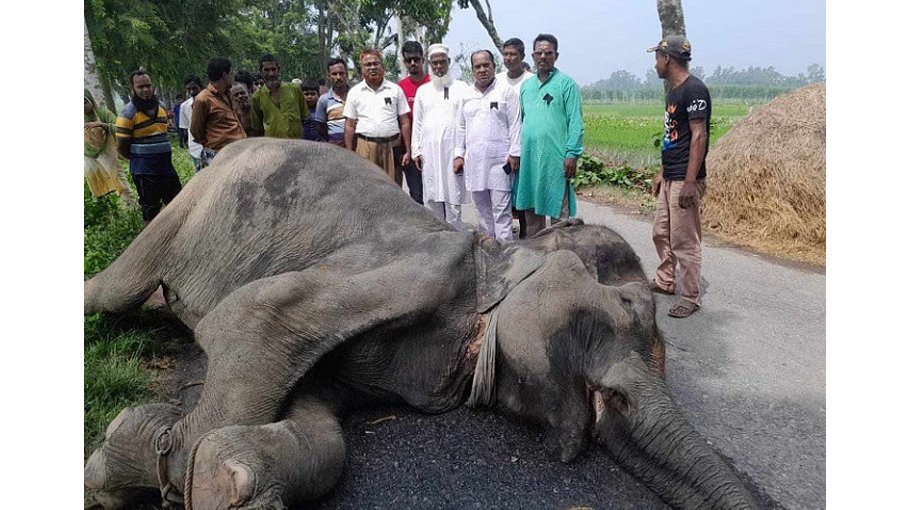 Elephant found dead beside road in Bogura