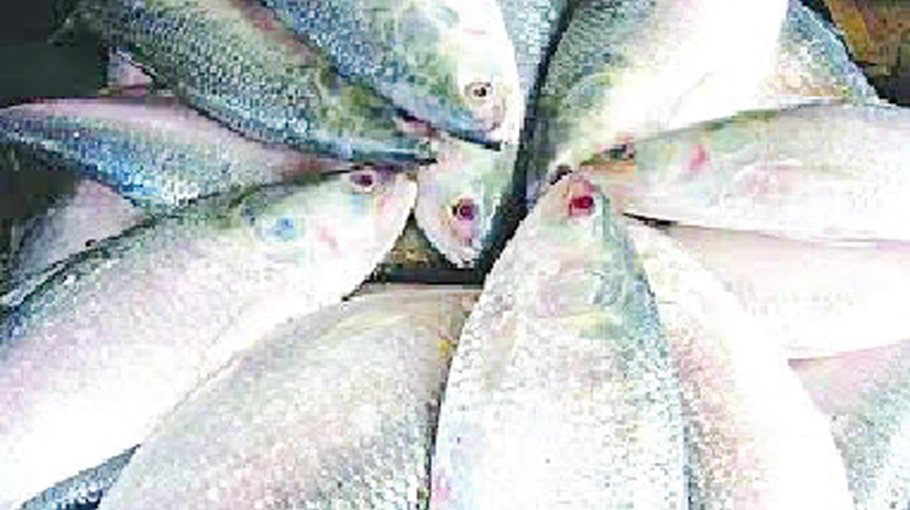 Supply plenty, but hilsa still out of reach of the common buyers