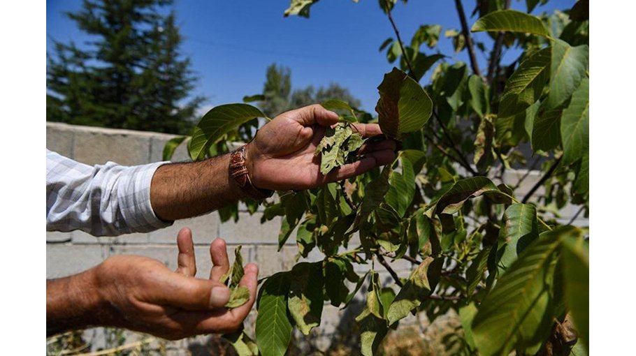 ‘Animals are thirsty’: Dust and bones on Turkey’s shrinking lake