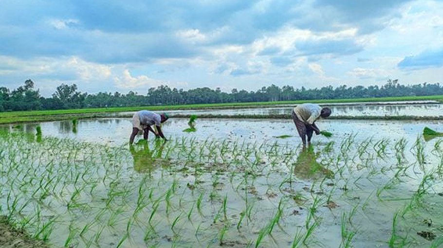 T-Aman cultivation nears completion in Gaibandha