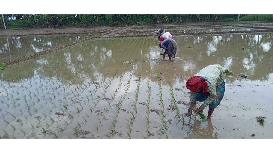 98pc transplantation of T Aman sapling completed in Jhenaidah 