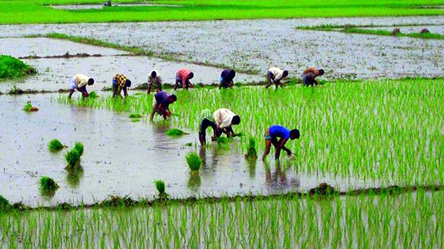 Experts, farmers expect optimum “aman” output with supplementary irrigation