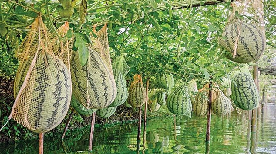 Farmers rejoice as prices for watermelons in the off-season increase
