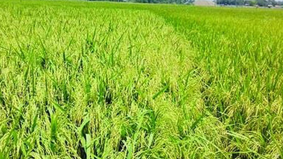 Boro procuremen drive continues in Manikganj