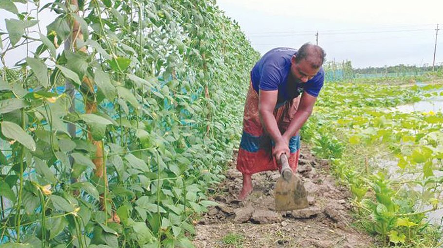 Koyra farmers see success in integrated fish, vegetable farming