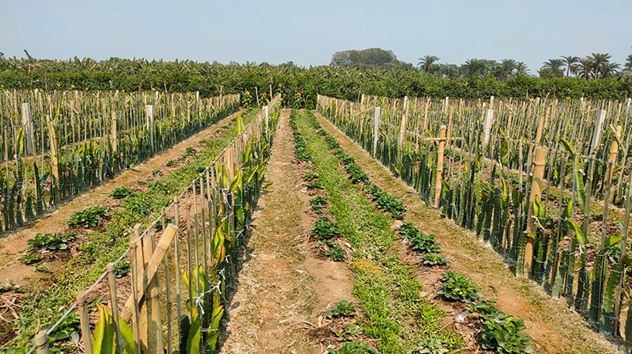 Youths making fortunes in fruit cultivation in Jhenidah