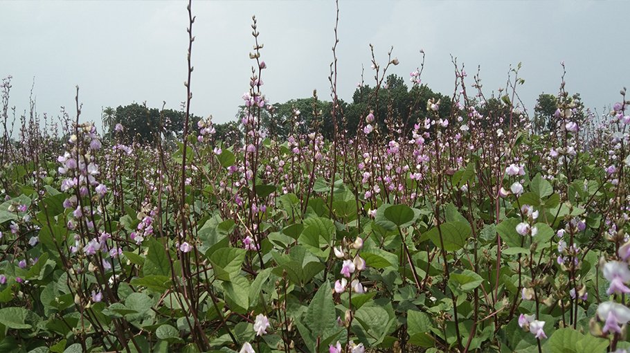 Jashore farmers reap benefit  of early winter vegetables