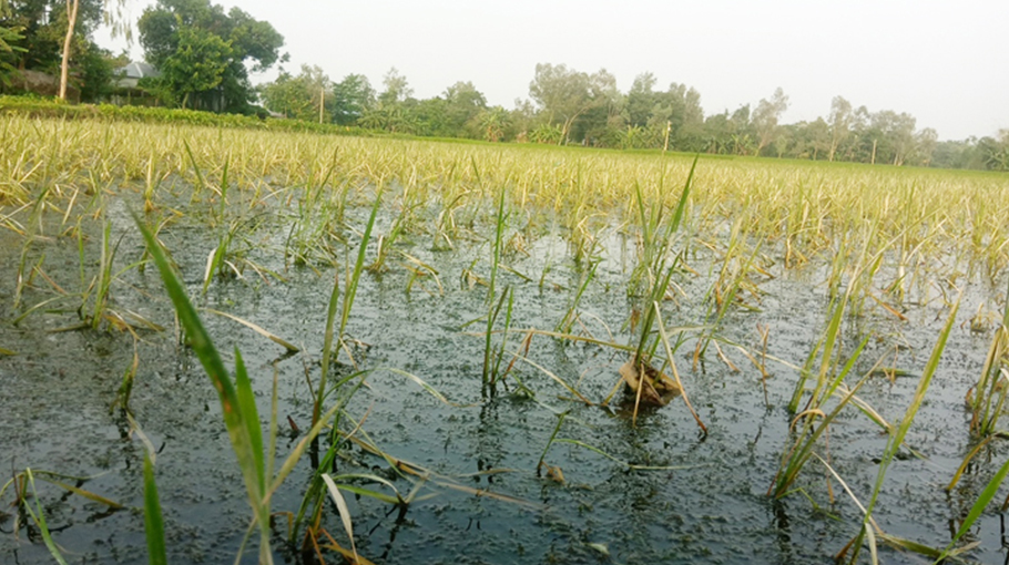 Floods wreak havoc in Nilphamari - Bangladesh Post