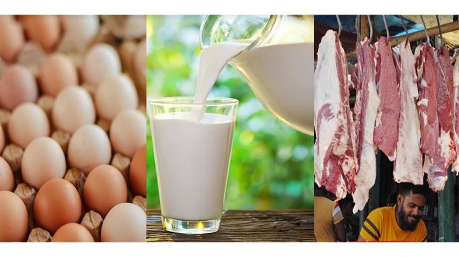 Egg, milk and meat production target exceeds in Khulna