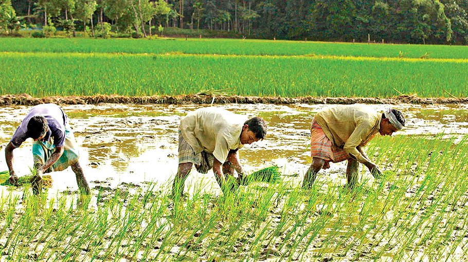 Farmers busy transplanting T-Aman seedlings in Netrakona