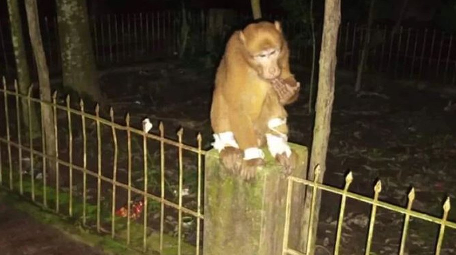 Injured monkey goes to Sitakunda Health Complex, receives treatment