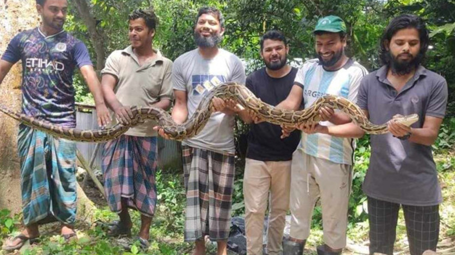 11-foot Burmese python recovered at CU - Bangladesh Post