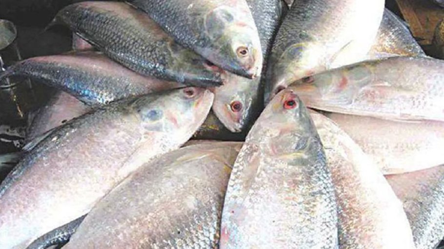 Govt steps boost hilsa  harvest in Khulna