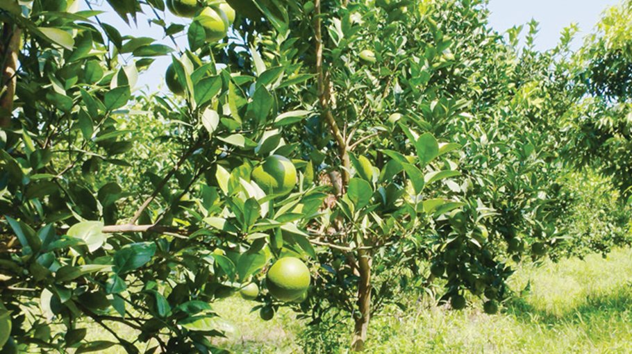 Kurigram Youths success in Malta farming