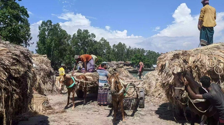Farmers unhappy over low jute price in Kurigram