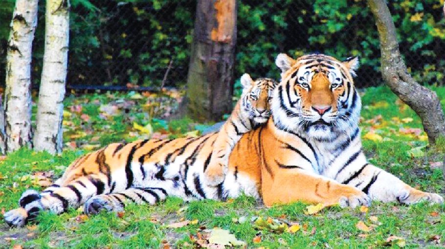 Fence to be erected in parts of Sundarbans