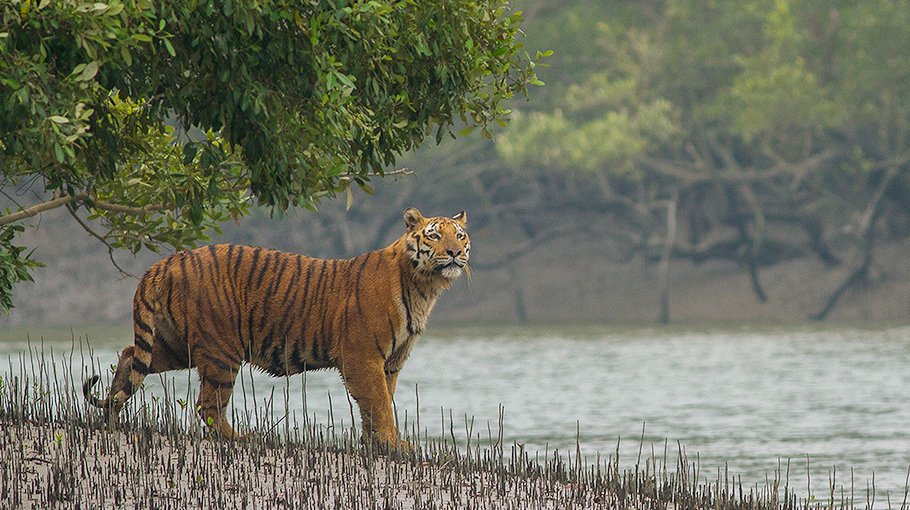 Nylon fence to be set up in Sundarbans 