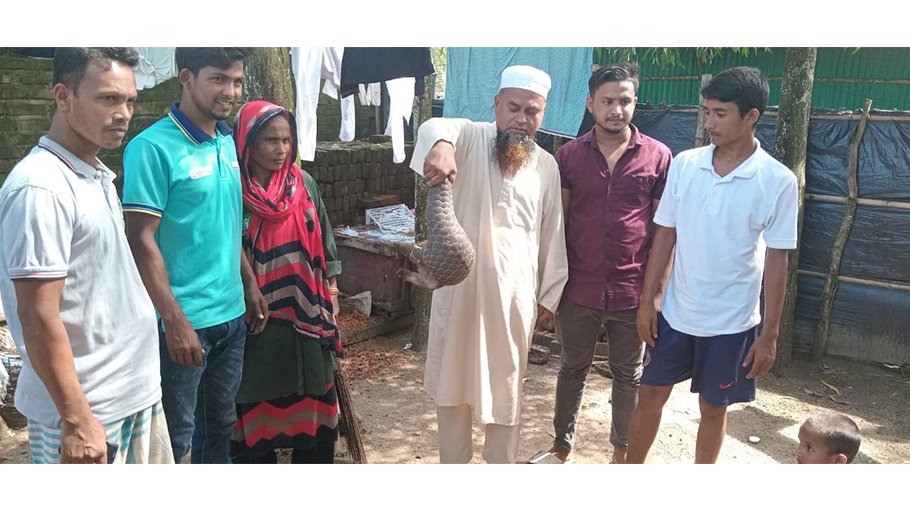 Endangered Pangolin  rescued from Cox’s  Bazar beach