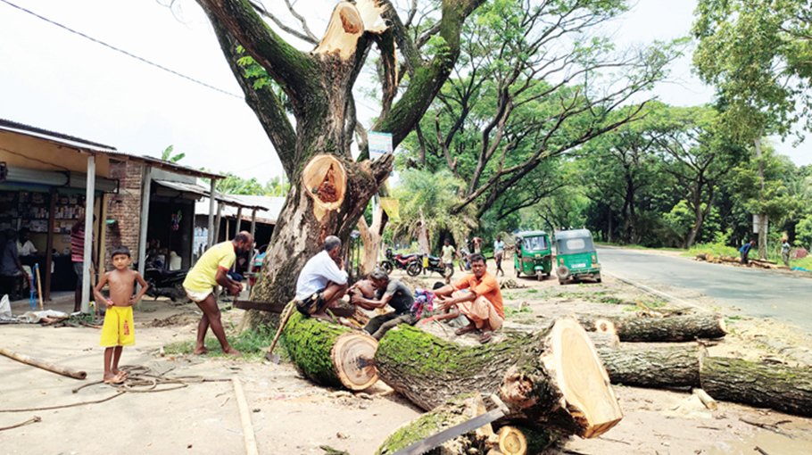 Tree sale at nominal prices rampant in Ishwardi highway