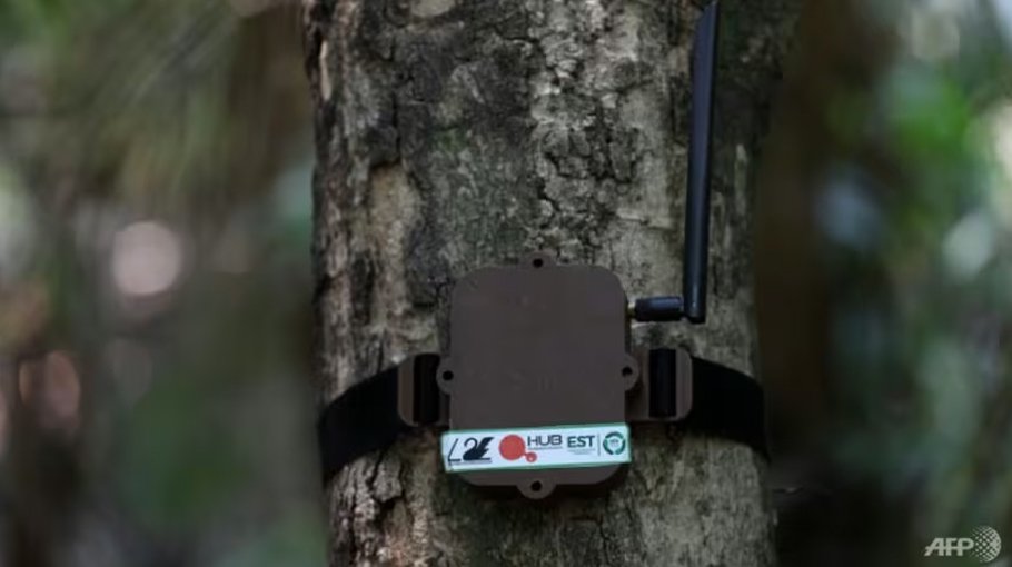 Treehugging AI to the rescue of Brazilian Amazon Bangladesh Post