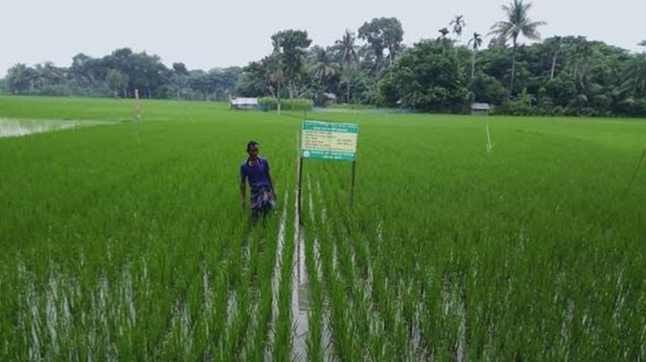 109.5 pc Aman farming target achived in Khulna 