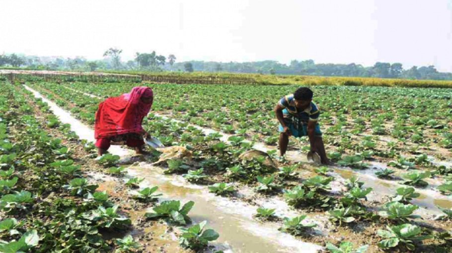 44,270 Jashore farmers to get incentive for Rabi crops farming