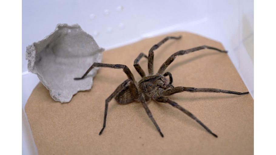 Brazil’s banana   spider aids erectile dysfunction   treatment