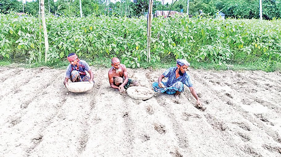Early potato planting starts in Nilphamari