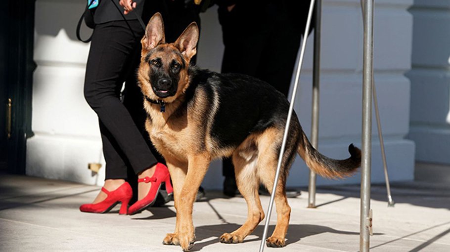 Bidens’ dog Commander removed from White House