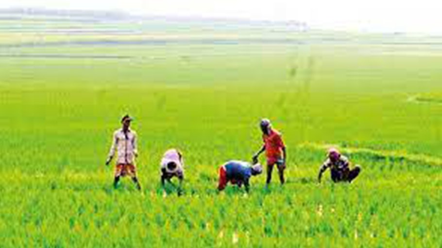 T-Aman farming exceeds target  in Manikganj