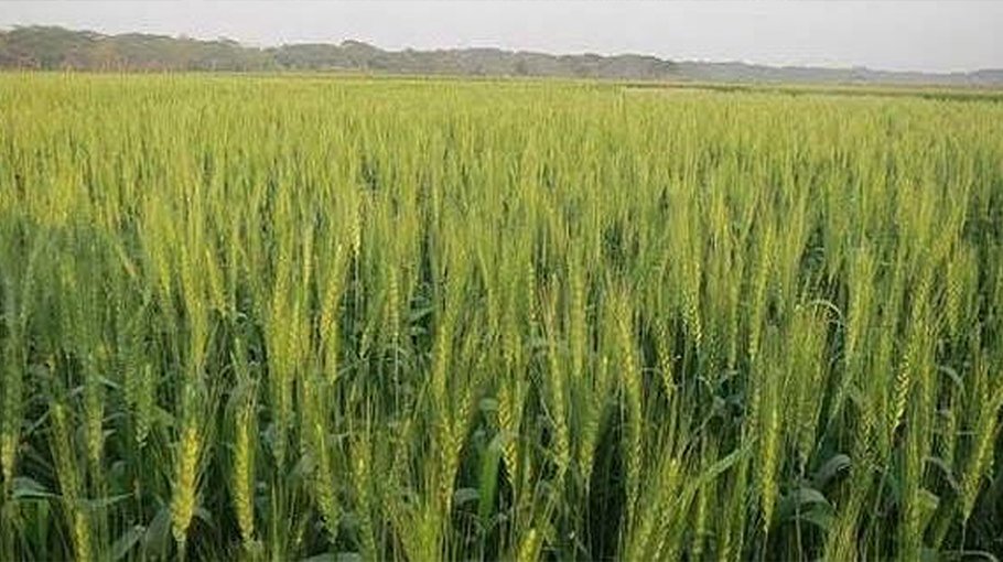 3,000 Gopalganj farmers to get incentive for wheat farming